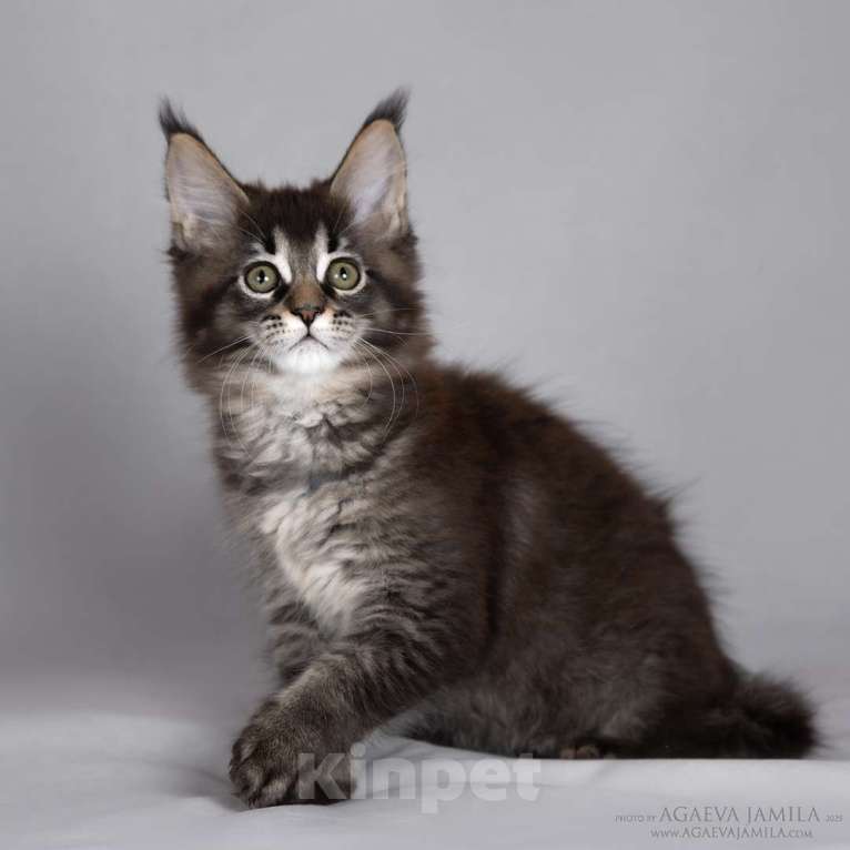 Кошки в Москве: Мейн-кун Зара маленькая пума Девочка, 55 000 руб. - фото 2