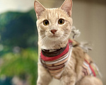 Кошки в Красноярске: 🆘ПОТЕРЯЛСЯ КОТИК! 🐈  Мальчик, 10 000 руб. - фото 7