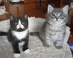 Кошки в Москве: Девочка и мальчик серенькие Мальчик, 1 000 руб. - фото 3