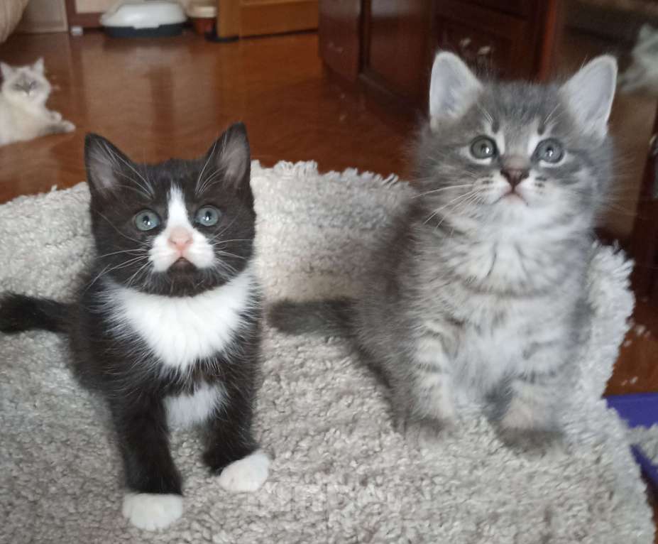 Кошки в Москве: Девочка и мальчик серенькие Мальчик, 1 000 руб. - фото 3