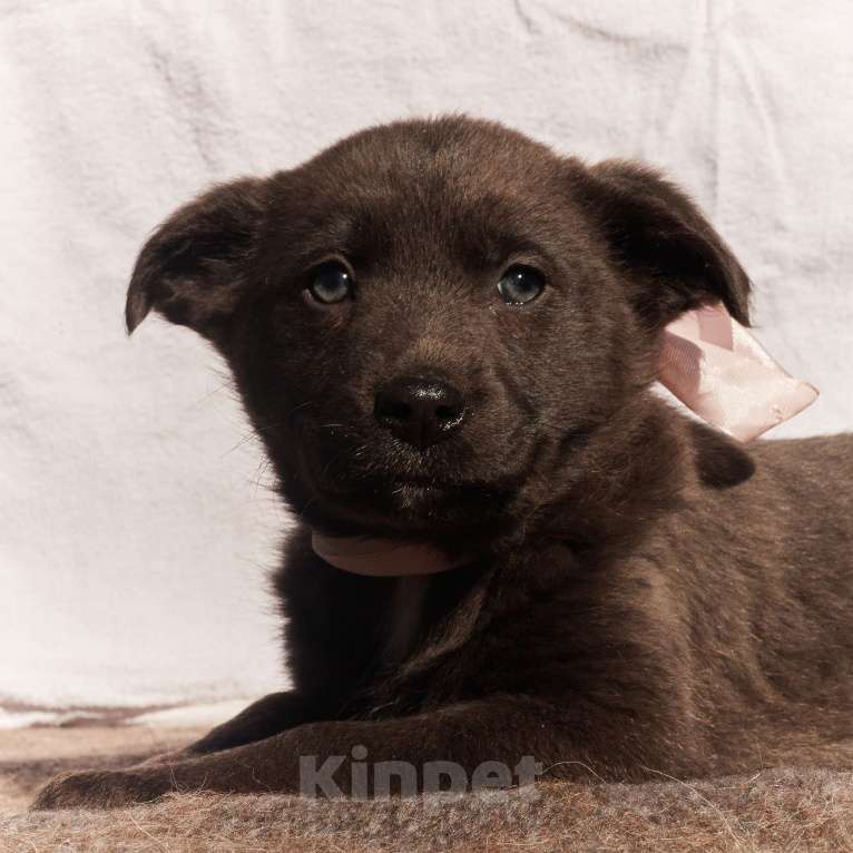 Собаки в других городах Московской области: Щенки 1,5-2 месяца в добрые руки Девочка, Бесплатно - фото 3