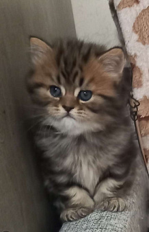 Вашему вниманию замурчательный котенок