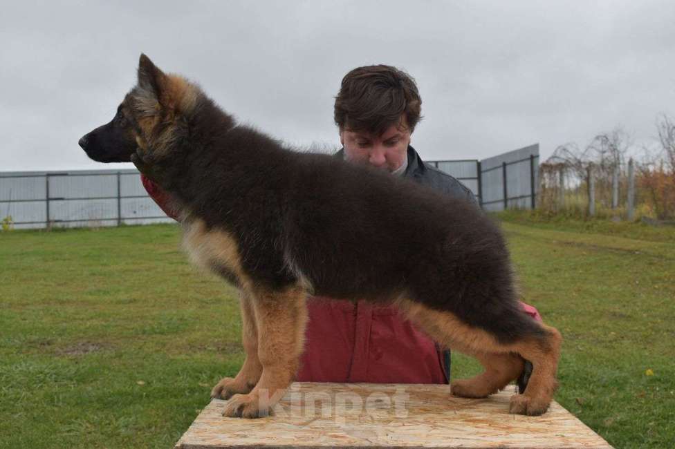 Собаки в Москве: Продам щенка немецкой длинношерстной овчарки. Щенки рождены 8.07.2025.  Мальчик, Бесплатно - фото 3