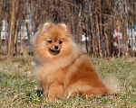 Собаки в Санкт-Петербурге: Девочка померанский шпиц Девочка, Бесплатно - фото 2