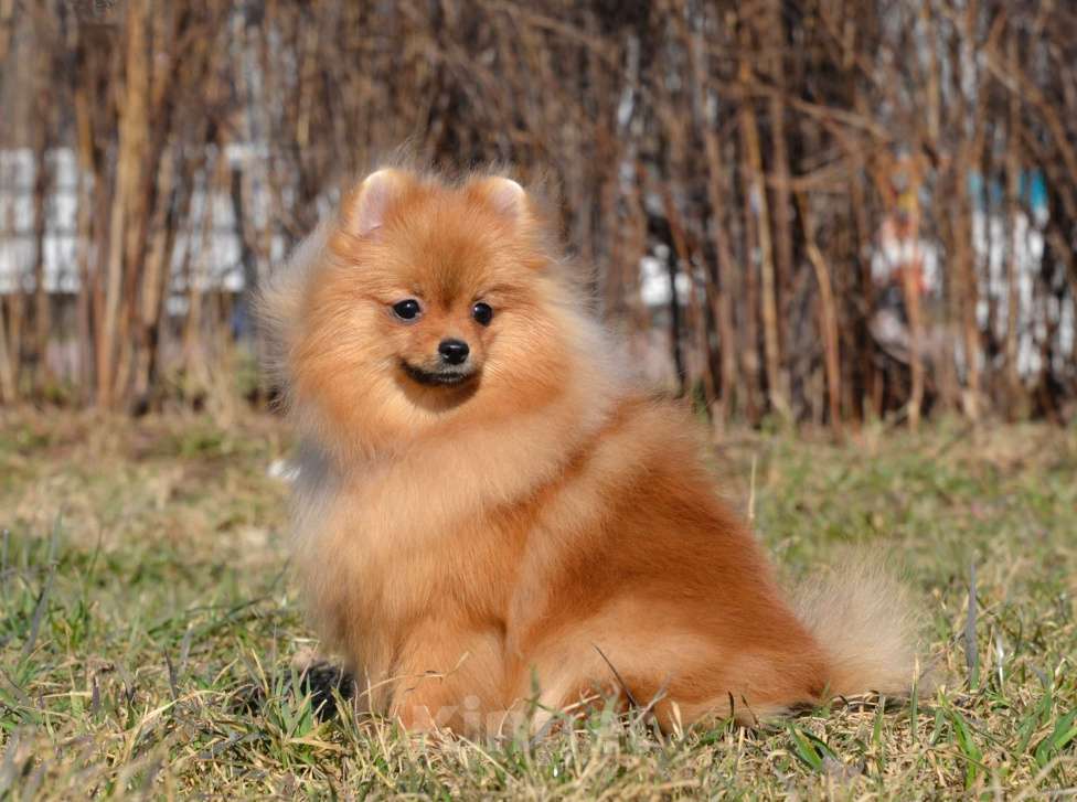 Собаки в Санкт-Петербурге: Девочка померанский шпиц Девочка, Бесплатно - фото 2