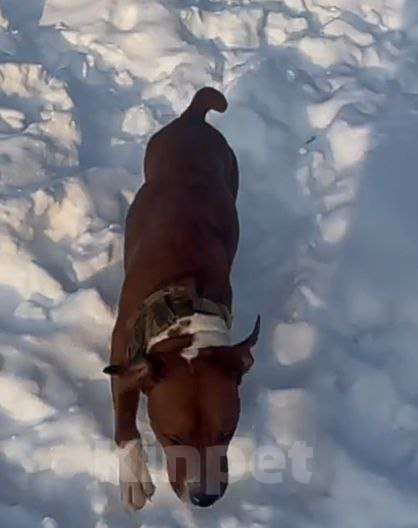 Собаки в других городах Московской области: Юнити стаффордшир из Якутска Девочка, Бесплатно - фото 5