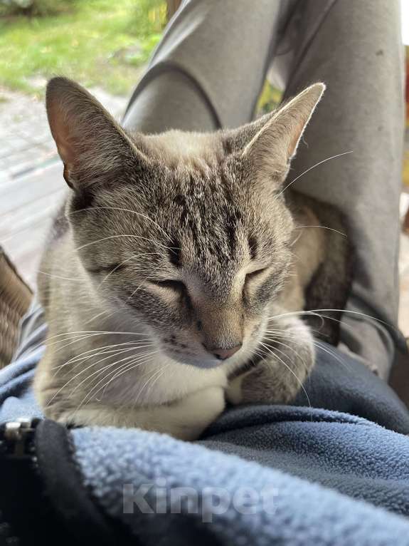 Кошки в Москве: Кошечка — ласковая красотка! Девочка, Бесплатно - фото 4