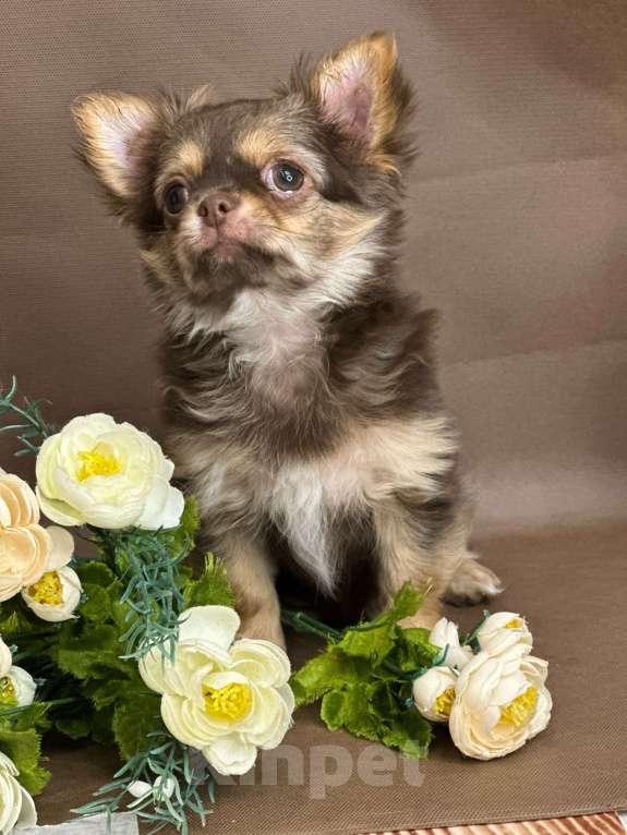 Собаки в Москве: Яркая девочка чихуахуа Девочка, 60 000 руб. - фото 7