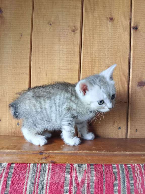 Кошки в Москве: Продам котенка порода курильский бобтейл  Мальчик, 4 000 руб. - фото 6