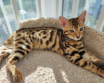 Кошки в Калуге: Бенгальский котенок  Мальчик, 15 000 руб. - фото 4