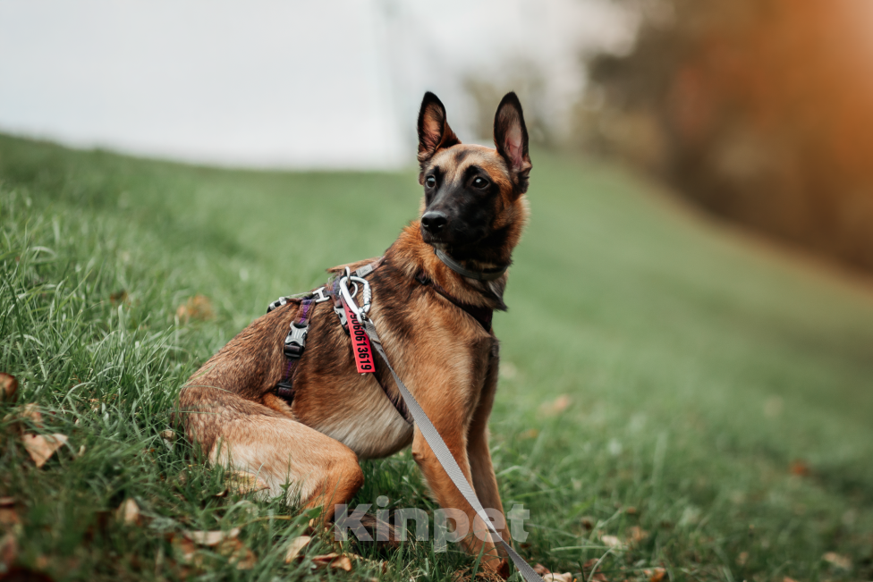Собаки в Москве:  Ищет дом Пинки — девочка с сердцем солнца Девочка, Бесплатно - фото 3