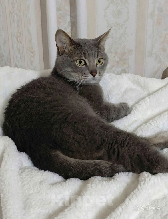 Кошки в Одинцово: Барсик стал сиротой Мальчик, Бесплатно - фото 2