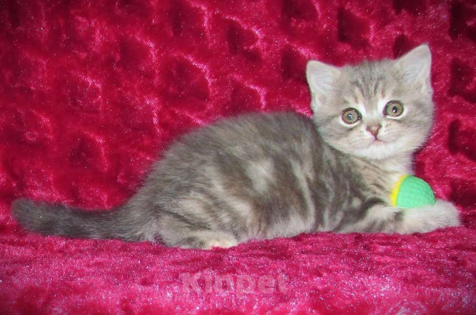 Кошки в Санкт-Петербурге: Шотландская кошечка от титулованной пары Девочка, 25 000 руб. - фото 2