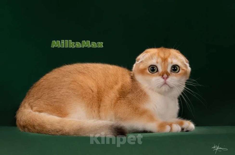 Кошки в Калуге: Золотая завуалированная шиншилла 🥰  Мальчик, 70 000 руб. - фото 3