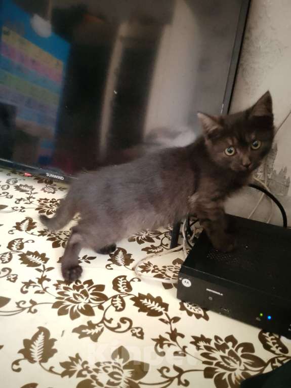 Кошки в Воронеже: Отдам в добрые руки котика Мальчик, Бесплатно - фото 3