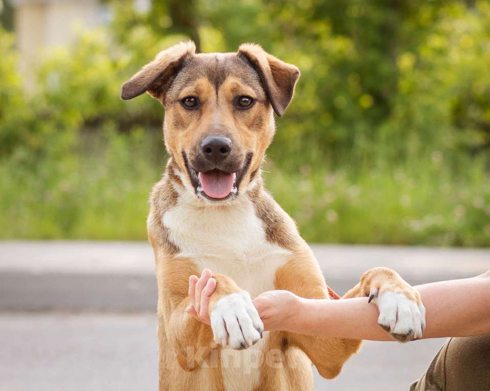 Собаки в Москве: Лакоста, небольшая молодая общительная ласковая девочка Девочка, Бесплатно - фото 8