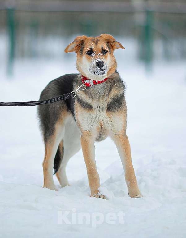 Собаки в Москве: Щенок Марти Девочка, Бесплатно - фото 11