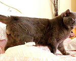 Кошки в Краснодаре: Вязка с британским котом, 1 500 руб. - фото 2