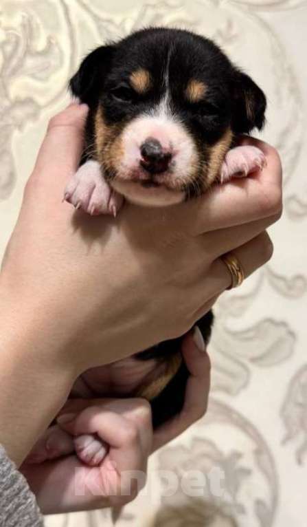 Собаки в Москве: Замечательная малышка Басенджи Девочка, 90 000 руб. - фото 4