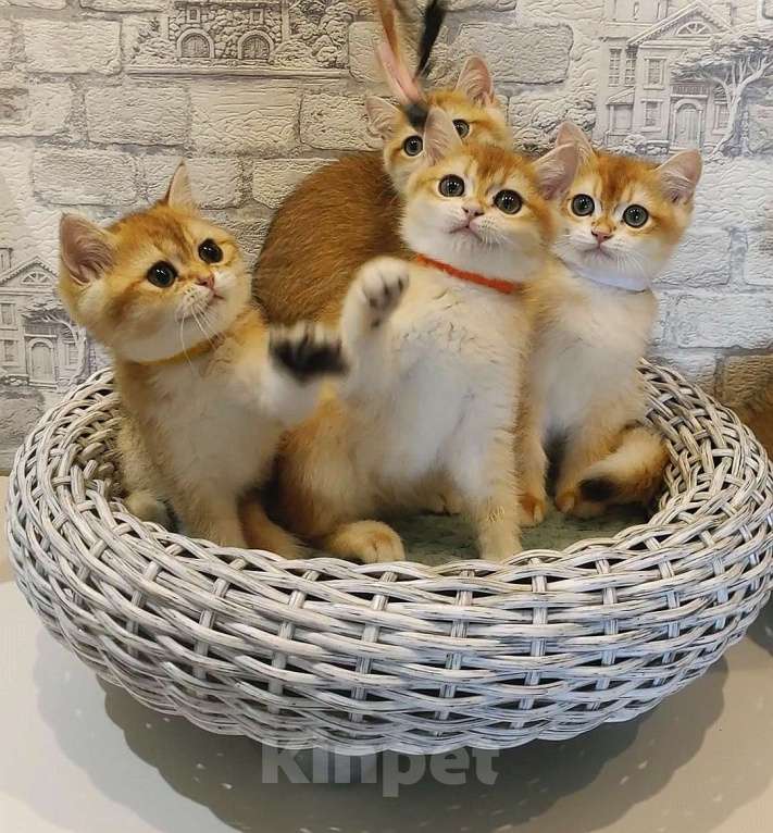 Кошки в Коломне: Британский золотойшиншилла Мальчик, 20 000 руб. - фото 3