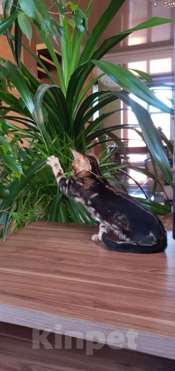 Кошки в Симферополе: Бенгальская девочка  Девочка, 25 000 руб. - фото 2