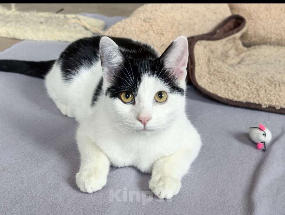 Кошки в Москве: Котёнок Смурфик ищет семью! Мальчик, Бесплатно - фото 7