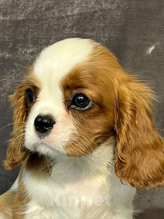 Собаки в Санкт-Петербурге: БЕСТ ИЛРЕАН КЛАЙДА Девочка, 190 000 руб. - фото 5