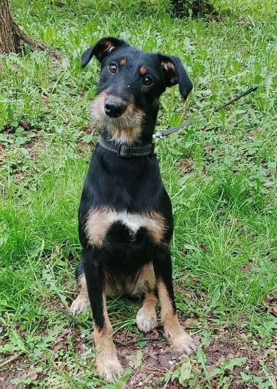 Собаки в Москве: Бородатая Рэйма Девочка, Бесплатно - фото 3