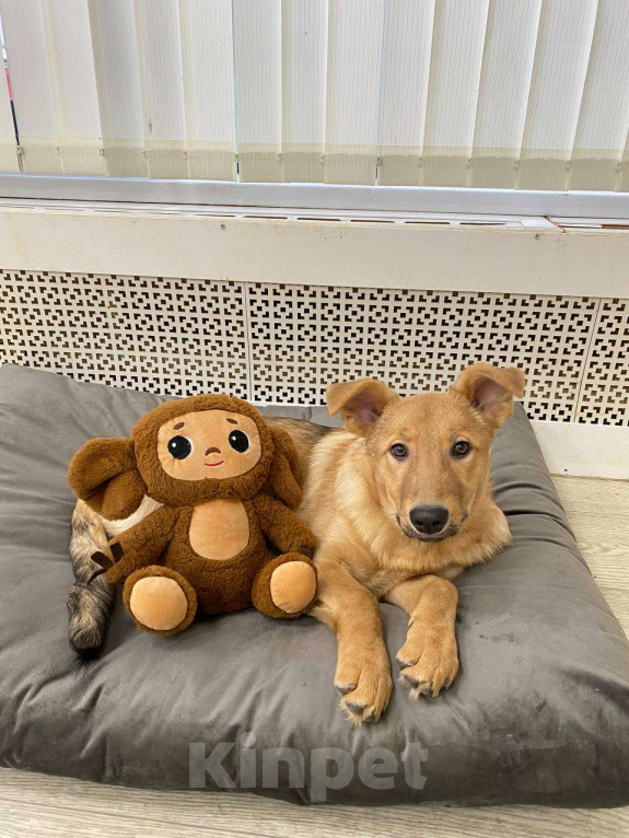 Собаки в Москве: Щенки бесплатно в Москве Девочка, Бесплатно - фото 8