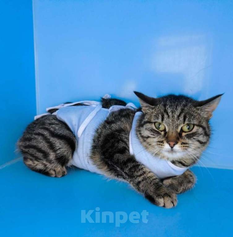 Кошки в Москве: Молодая кошечка Тринити ищет дом. Девочка, Бесплатно - фото 3