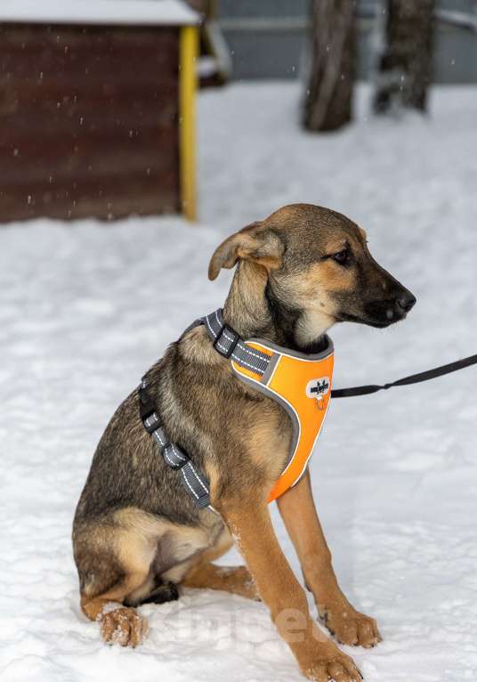 Собаки в Москве: Отдам щенка в добрые руки Девочка, Бесплатно - фото 3