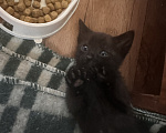 Кошки в Астрахани: Котята в добрые руки Девочка, Бесплатно - фото 2