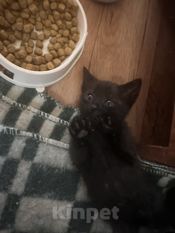 Кошки в Астрахани: Котята в добрые руки Девочка, Бесплатно - фото 2