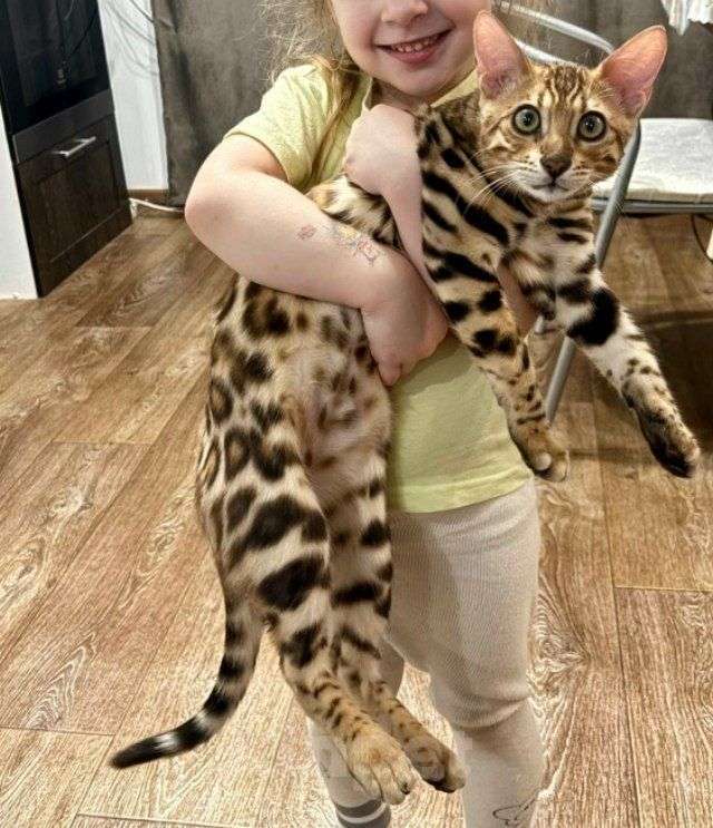 Кошки в Екатеринбурге: Здоровый бенгальский котёнок Мальчик, 25 000 руб. - фото 3