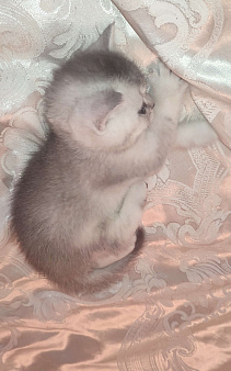 Серебристая шиншилла скоттиш-страйт мальчик 2