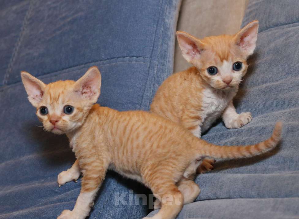 Кошки в Санкт-Петербурге: Девон рекс Мальчик, 50 000 руб. - фото 3