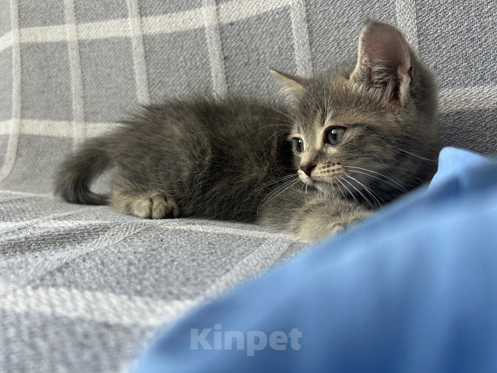 Кошки в Армавире: котенок европейской коротношерстной Мальчик, 5 000 руб. - фото 3