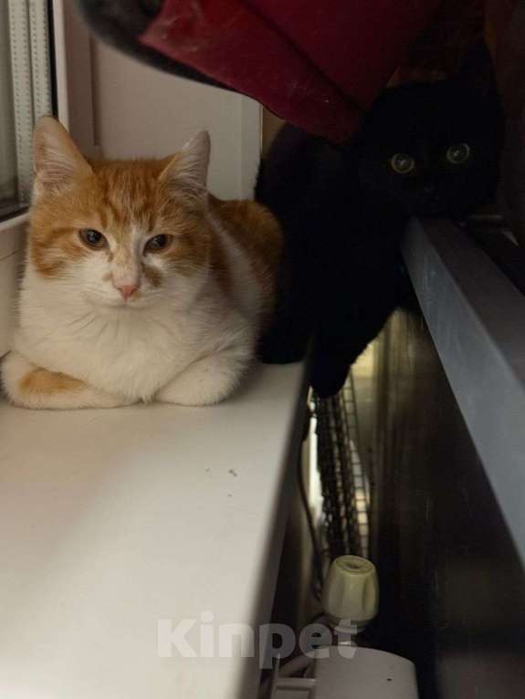 Кошки в других городах Московской области: Кошечки и коты Девочка, Бесплатно - фото 5