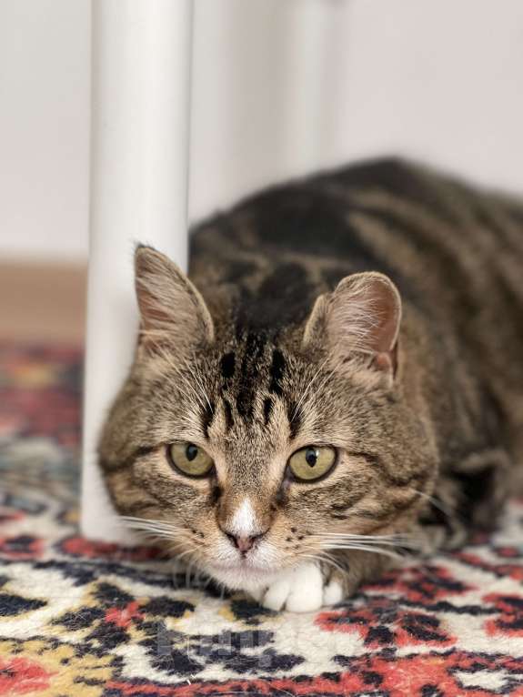 Кошки в Кудрово: Уютная Ариша - это самая комфортная кошечка для семьи Девочка, Бесплатно - фото 1