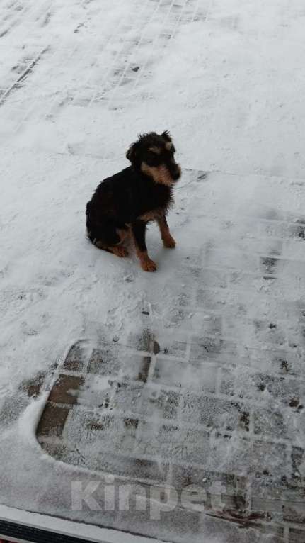 Собаки в других городах Тверской области: Найдена собака -метиз.  Девочка, Бесплатно - фото 4