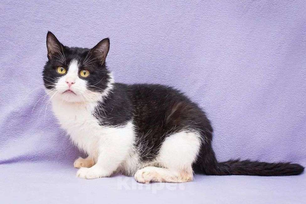 Кошки в Москве: Грустный котик Крошик ищет дом Мальчик, Бесплатно - фото 2