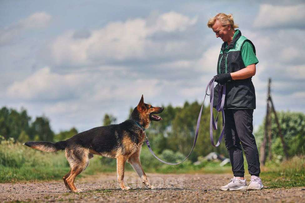 Собаки в Москве: Гранд: возраст 1,5 г.  Мальчик, Бесплатно - фото 2