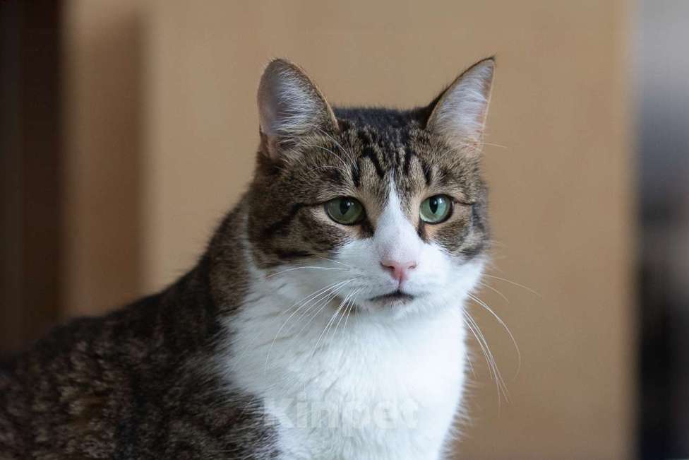 Кошки в Москве: Кот Плутон в добрые руки Мальчик, Бесплатно - фото 7