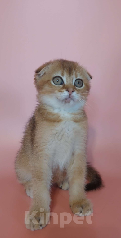 Кошки в Москве: Шотландская девочка Девочка, 25 000 руб. - фото 4