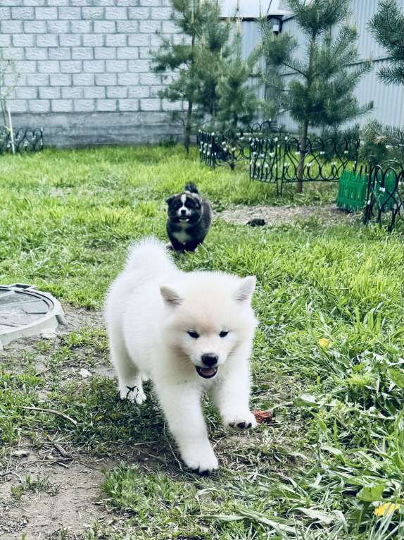 Собаки в Новосибирске: Щенок акиты- белый мишка Мальчик, 80 000 руб. - фото 4