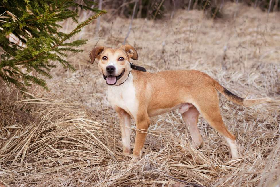 Собаки в Москве: Собака-компаньон в поисках дома и семьи Мальчик, Бесплатно - фото 3
