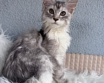Кошки в Кудрово: Котенок Мейн-кун девочка Девочка, 55 000 руб. - фото 3