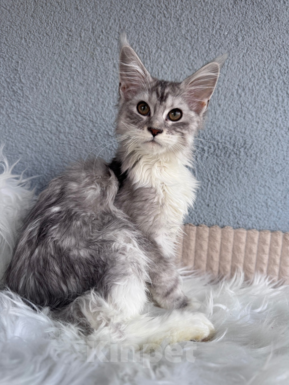 Кошки в Кудрово: Котенок Мейн-кун девочка Девочка, 55 000 руб. - фото 3