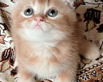 Кошки в Краснодаре: Милые котята Мальчик, 20 000 руб. - фото 3