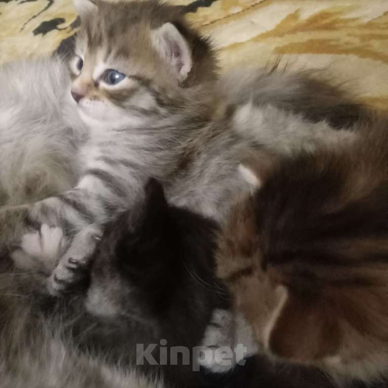 Кошки в Омске:  Сибирские котята Мальчик, 200 руб. - фото 2